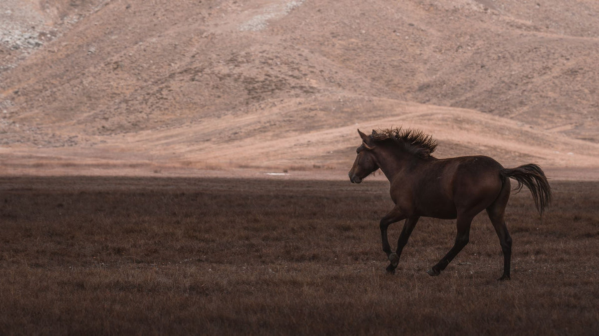 2026: Year of the fire horse