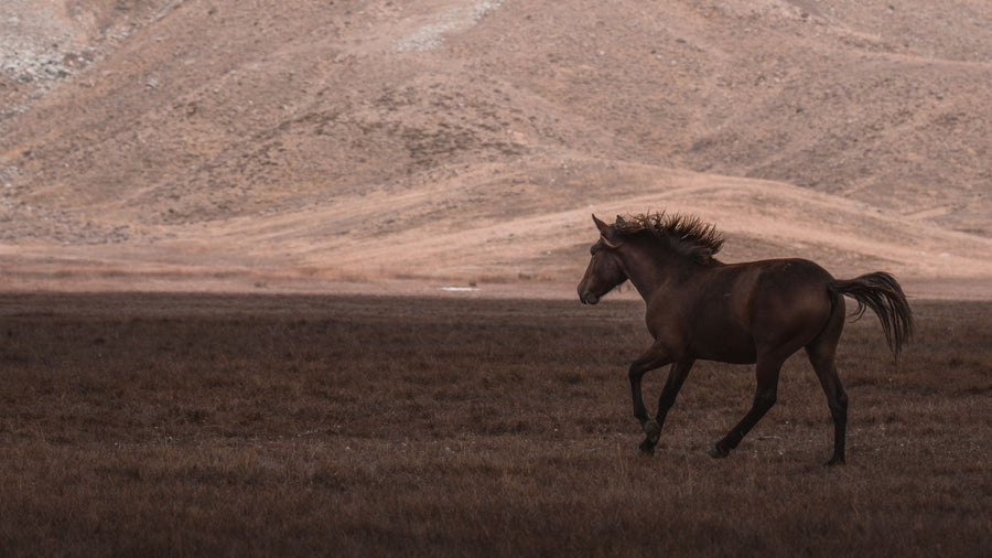 2026: Year of the fire horse